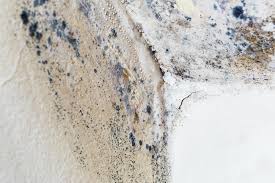 Trusted Moss Bluff, LA Mold Removal Services Experts